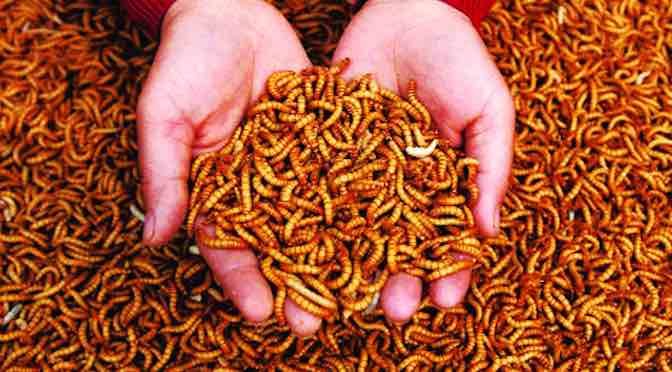 Tiềm năng sử dụng côn trùng làm thức ăn chăn nuôi