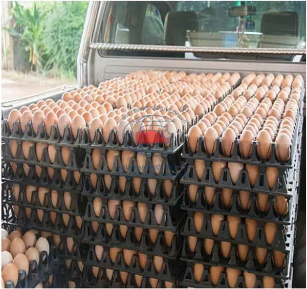 Vận chuyển vỉ nhựa đựng trứng 30 quả