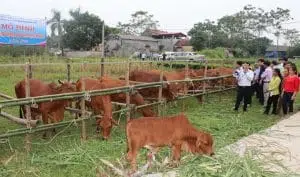 Hướng dẫn quy trình và kỹ thuật nuôi bò thịt