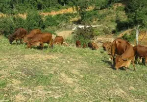 Biện pháp phòng và điều trị cảm nắng nóng ở trâu bò