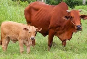 Kinh nghiệm phòng tránh 4 bệnh cho trâu bò khi trời rét