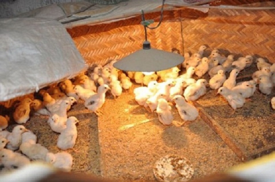 Hướng dẫn nuôi gà con 1-3 tuần tuổi