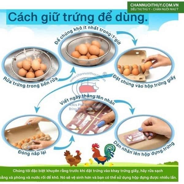 Cách giữ trứng gà đúng trong hộp