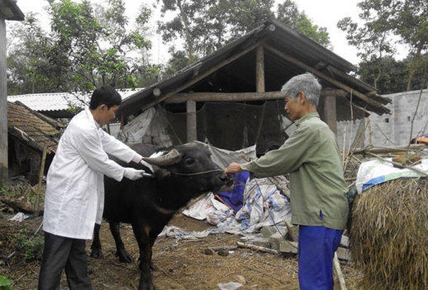 Cách phòng, chống rét hiệu quả cho gia súc thực hiện tốt công tác vệ sinh
