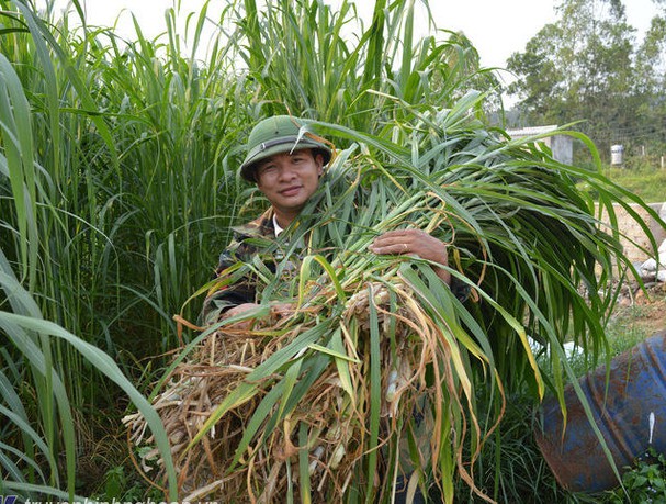 Cách phòng, chống rét hiệu quả cho gia súc cach phong chong ret hieu qua cho gia suc 614