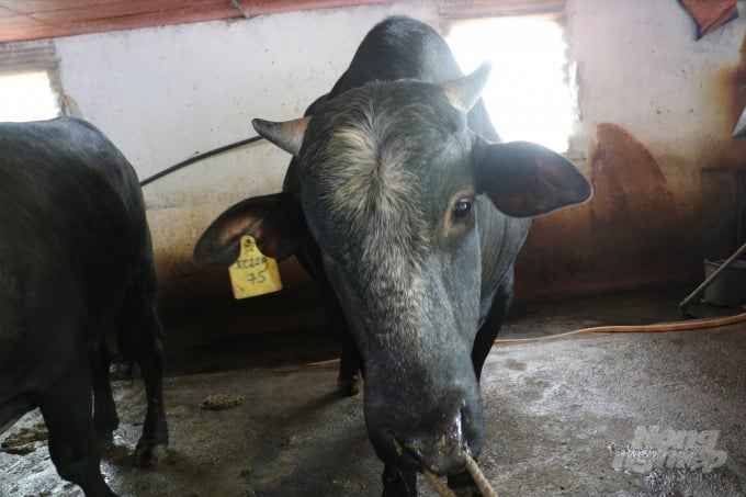 Toàn bộ số bò của gia đình ông Vẻ đều nuôi theo hướng an toàn sinh học, tiêm phòng đầy đủ các mũi, từng con bò được gắn mã theo dõi riêng biệt. Ảnh: Hưng Giang.