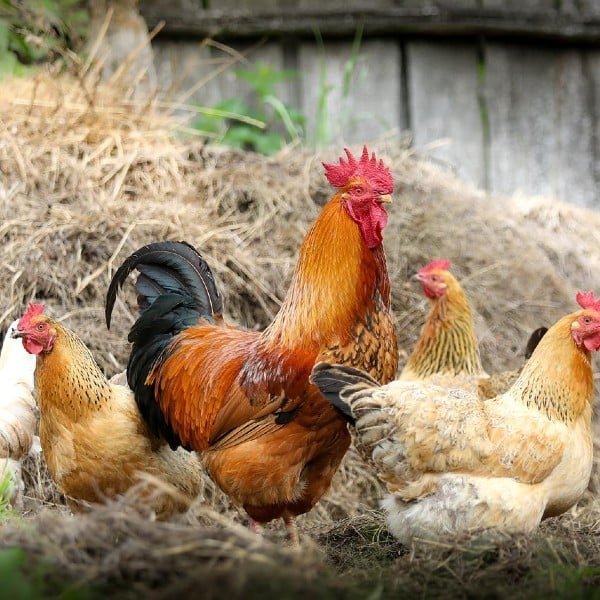 Gà thả vườn đem lại chất lượng thịt dai, chắc và ngon hơn gà công nghiệp