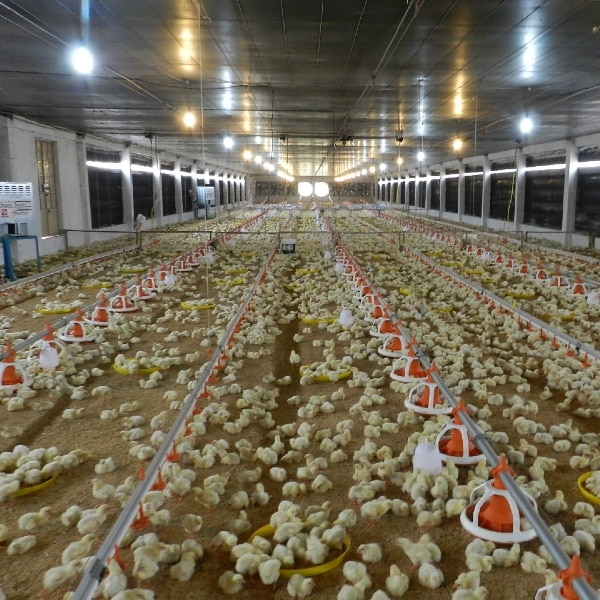Chăn nuôi gà bằng hệ thống trại kín