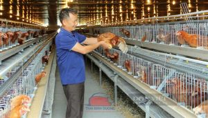 Mô hình chăn nuôi gà nhốt chuồng mang đến lợi nhuận cao nhất