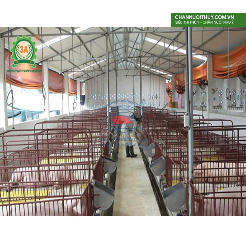 Máng ăn cá thể inox, tai tròn, sử dụng cho heo nái và heo nọc 5 máng ăn dùng trong trại heo