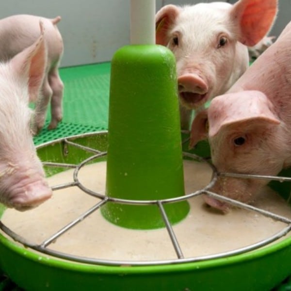Cho lợn ăn thức ăn đã nghiền nhỏ, sấy khô sẽ hỗ trợ hệ tiêu hóa hoạt động hiệu quả hơn