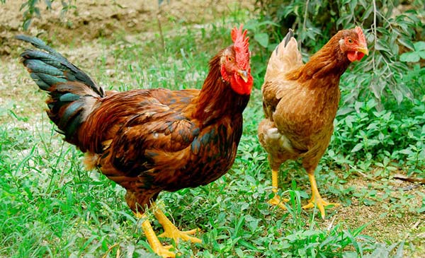 Mô hình nuôi gà thả vườn cho giá trị kinh tế cao  YouTube