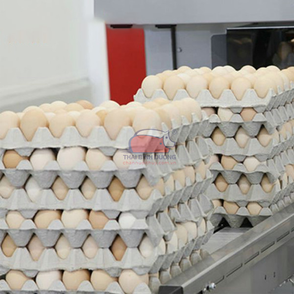 Thiết bị chăn nuôi Thái Bình Dương là đơn vị cung cấp vỉ trứng giấy giá sỉ