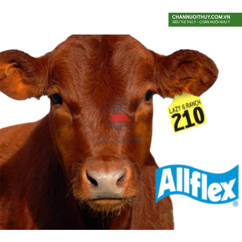 Thẻ tai Allflex dành cho bò