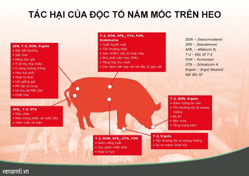 anh huong doc to nam heo