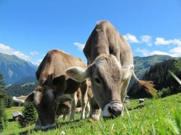 Cân bằng năng lượng âm trên gia súc sẽ gây ảnh hưởng xấu đến chăn nuôi