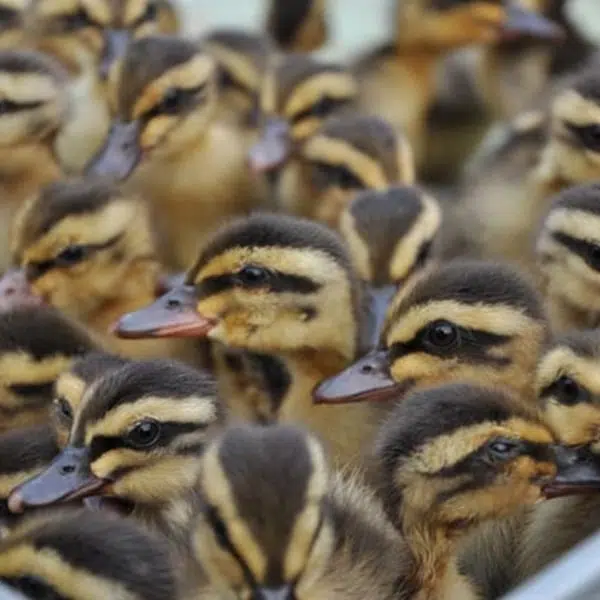 Người chăn nuôi cần lựa chọn giống vịt con khỏe mạnh để đạt được chất lượng và năng suất cao về sau