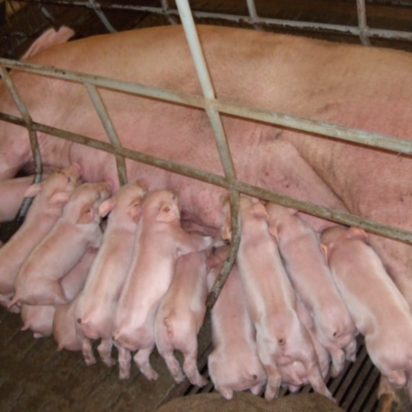 Cách phối giống cho lợn nái được nhiều con qua thụ tinh nhân tạo