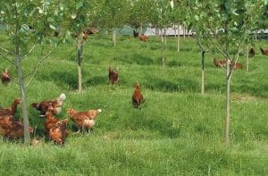 Môi trường chăn nuôi nhiều cây xanh giúp gà hạn chế việc cắn mổ lẫn nhau
