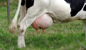 Dấu hiệu nhận biết và phòng trị bệnh viêm vú ở bò sữa