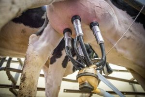 Theo dõi tất cả các giai đoạn vắt sữa để ngăn ngừa bệnh viêm vú ở bò sữa 