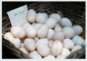 tối đa hóa sản lượng trứng vịt