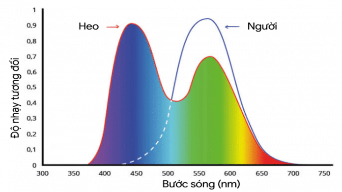 Hình 2. Độ nhạy quang phổ của heo so với con người.