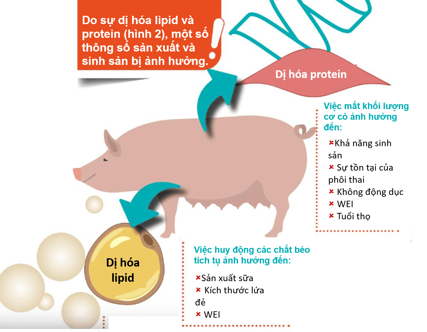 Hình 2: Các dạng dị hóa trong quá trình tiết sữa và các thông số sản xuất / sinh sản bị ảnh hưởng.