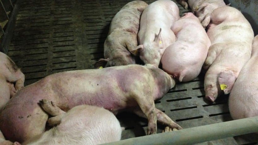 Hình ảnh một con lợn mắc bệnh 14 ngày sau khi phát hiện bệnh. Tổn thương huyết sắc tố nặng trên toàn cơ thể