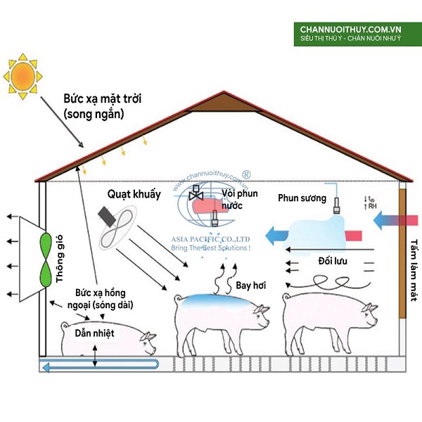 Trao đổi nhiệt (nhiệt) giữa lợn và môi trường xung quanh