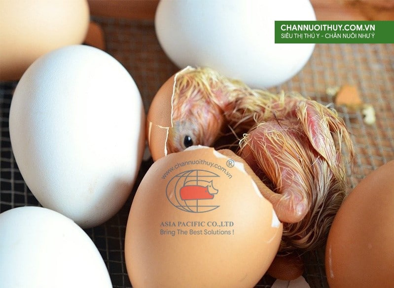 chất lượng vỏ trứng
