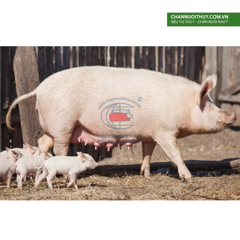 Cách phối giống cho lợn nái được nhiều con và con giống khỏe mạnh