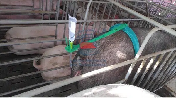 Đai phối tinh heo