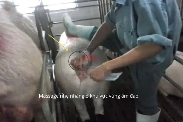 Tiến hành cách phối tinh heo