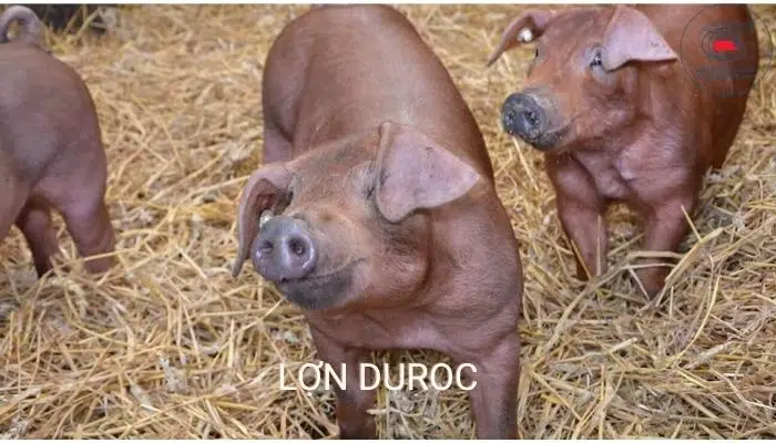 10 loại giống lợn (giống heo) năng suất, hiệu quả kinh tế cao 15 Duroc sỡ hữu nhiều ưu điểm nổi bật như: Cơ thể tăng trọng nhanh, tiêu tốn thức ăn thấp, đem đến tỷ lệ thịt nạc cao, chất lượng thịt tốt