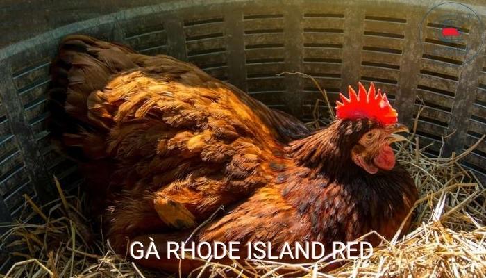 Gà Rhode Island Red
