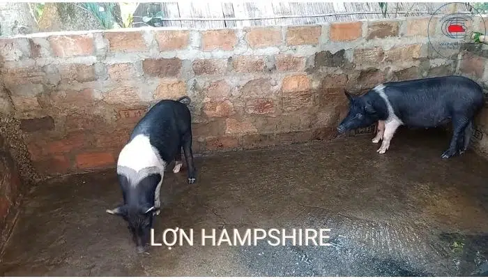 10 loại giống lợn (giống heo) năng suất, hiệu quả kinh tế cao 16 Lợn Hampshire tăng khối lượng 750g/con/ngày có khả năng sinh sản thấp hơn các giống ngoại khác, đẻ 7 -8 con/lứa, nuôi con khéo, tỷ lệ nuôi sống cao