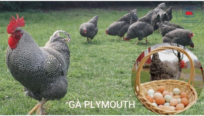 gà Plymouth