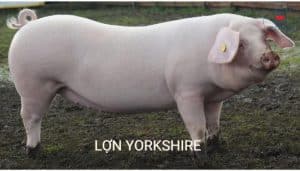 Năng suất sinh sản cao, lợn mẹ nuôi con tốt: giống Yorkshire thường mỗi lứa đẻ được 10-12 con, có khi lên đến 18 con