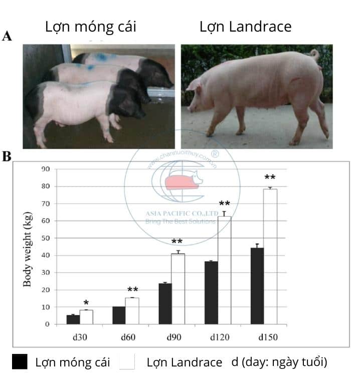 Chỉ số cân nặng theo ngày tuổi của lợn móng cái và Landrace