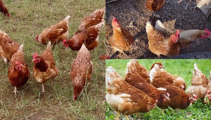 Chăn nuôi gà ISA Brown thả vườn, ít công chăm sóc
