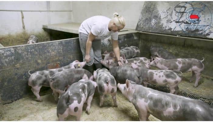 Chăn nuôi lợn Piétrain 
