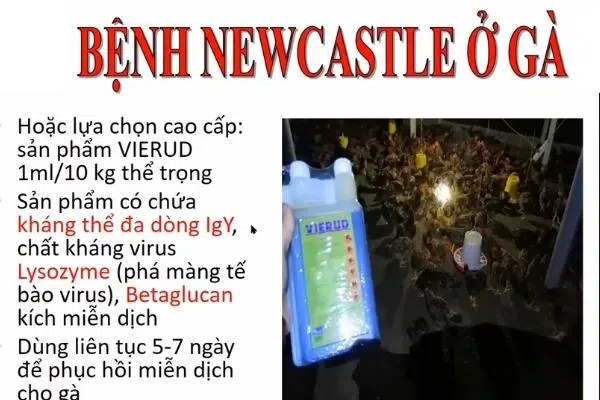 điều Trị Newcastle Trên Gà