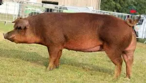 Hình ảnh lợn Duroc