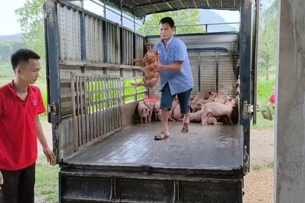 Một chủ trang trại nhập 30 con heo giống tại channuoithuy.com.vn
