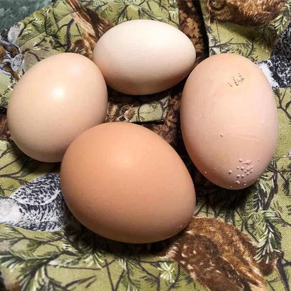 Hình ảnh trứng gà Ai Cập