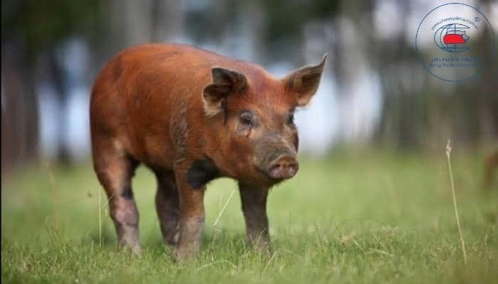 Hình ảnh chú lợn Duroc 3 tháng tuổi