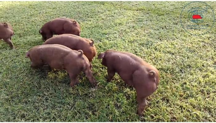 Lợn Duroc dễ nuôi có thể thả vườn