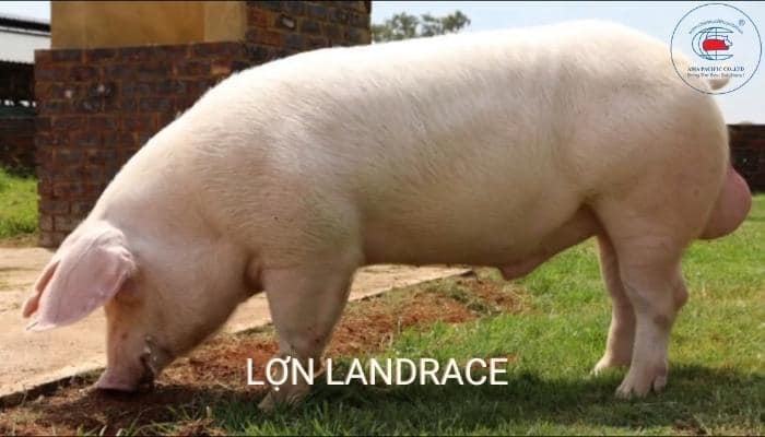 Đây là giống lợn tiêu biểu cho hướng nạc. Lợn có khả năng tăng trọng từ 750-800 g/ngày, 6 tháng tuổi lợn thịt có thể đạt 105–125 kg
