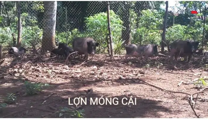 10 loại giống lợn (giống heo) năng suất, hiệu quả kinh tế cao 18 Lợn Móng Cái